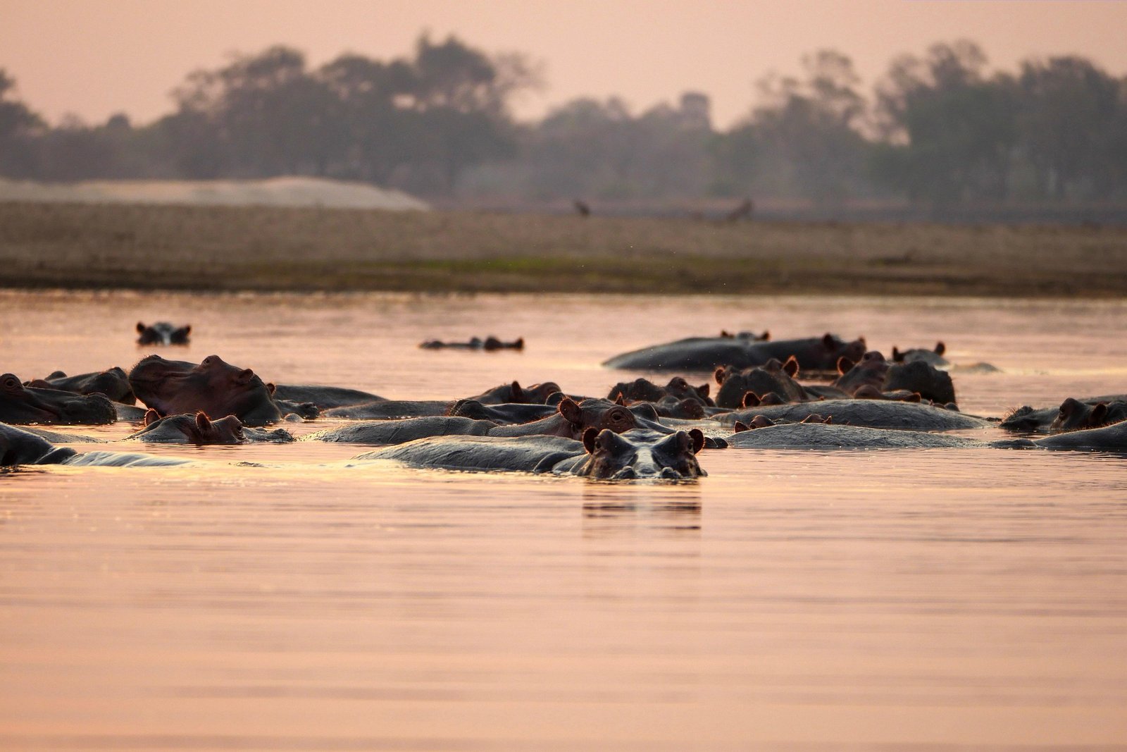 Conservation filmmaker in Africa